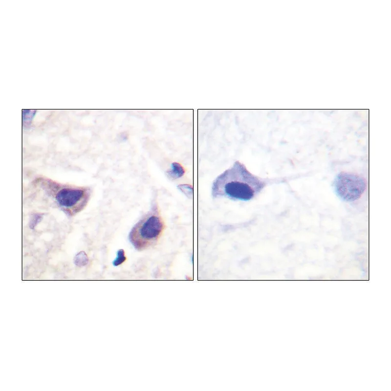 Merck Anti-JAK3 antibody produced in rabbit