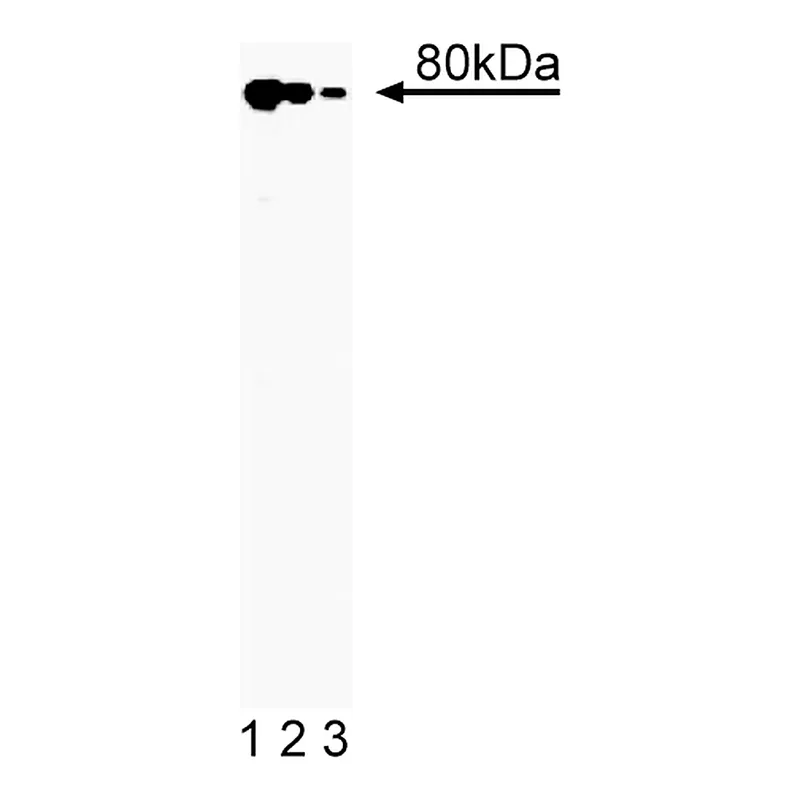 BD Purified Mouse Anti-Human Ku80