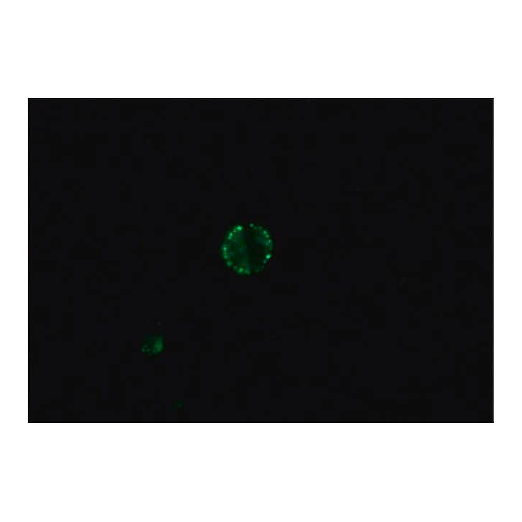 Merck Anti-Dog IgG (whole molecule)-FITC antibody produced in rabbit
