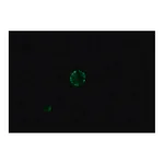 Merck Anti-Dog IgG (whole molecule)-FITC antibody produced in rabbit
