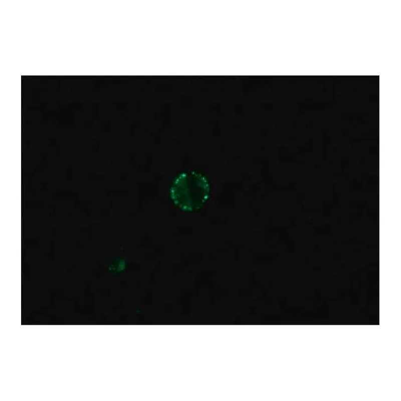 Merck Anti-Dog IgG (whole molecule)-FITC antibody produced in rabbit