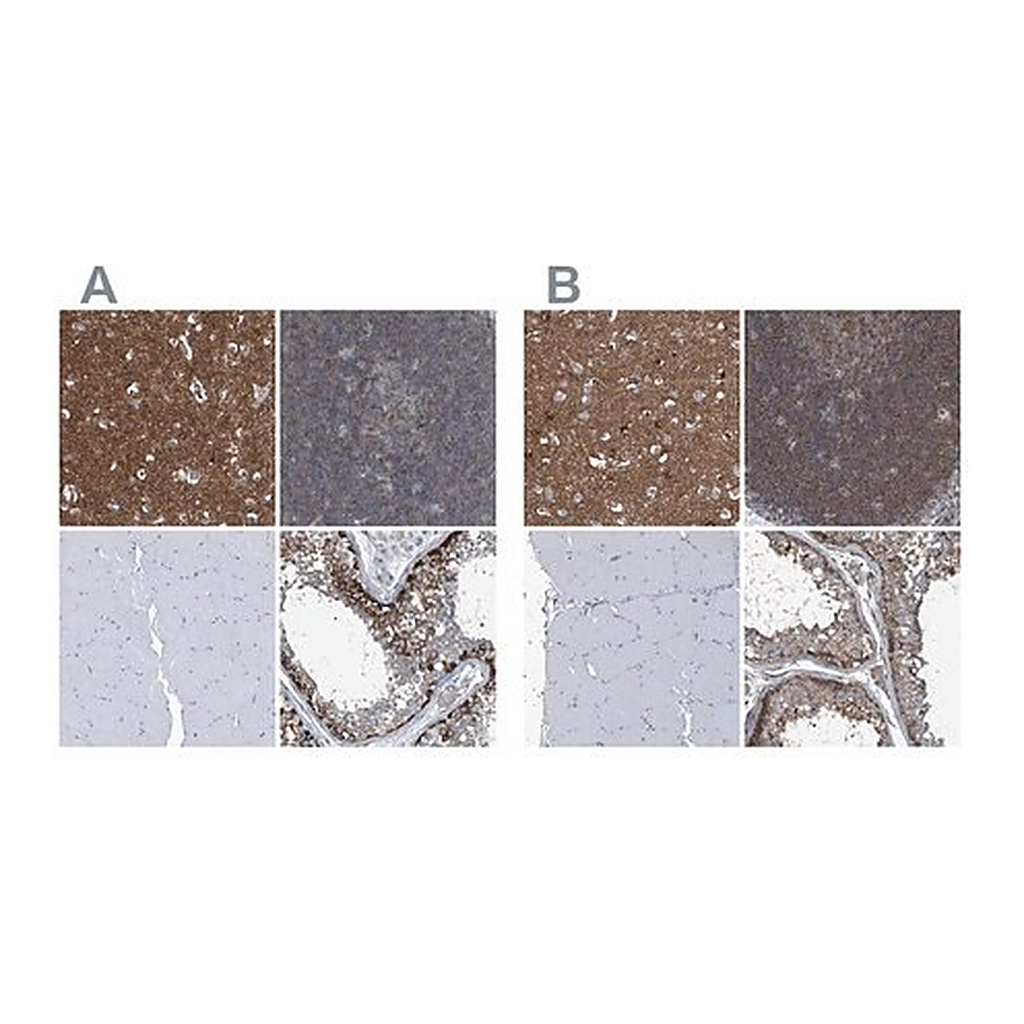 Merck Anti-SEPT7 antibody produced in rabbit