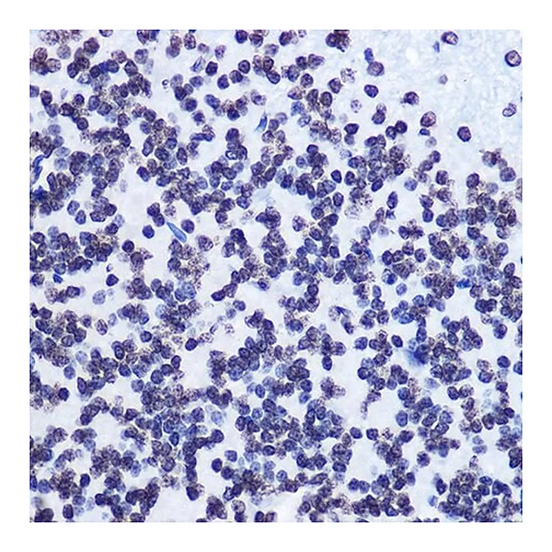 Merck Anti-Phospho-SMC1-S957 antibody produced in rabbit
