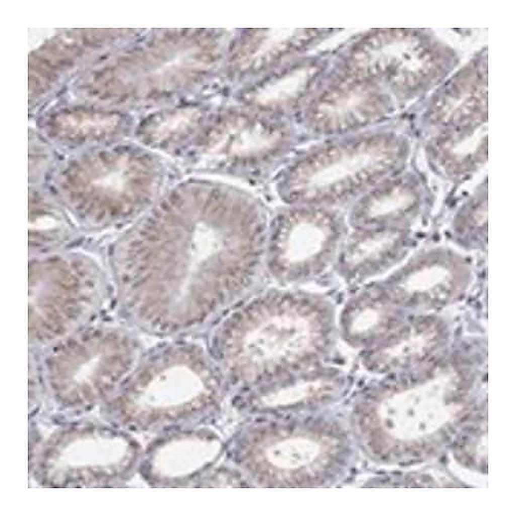 Merck Anti-PANK3 antibody produced in rabbit