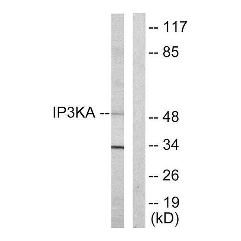 Merck Anti-IP3KA antibody produced in rabbit