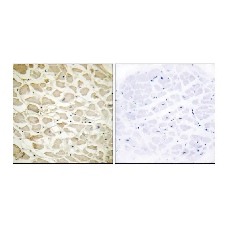 Merck Anti-Collagen XIV alpha1, N-Terminal antibody produced in rabbit
