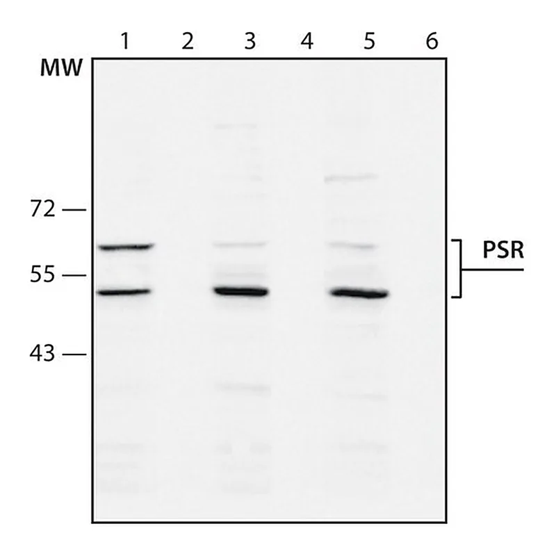 Merck Anti-Phosphatidylserine Receptor antibody produced in rabbit