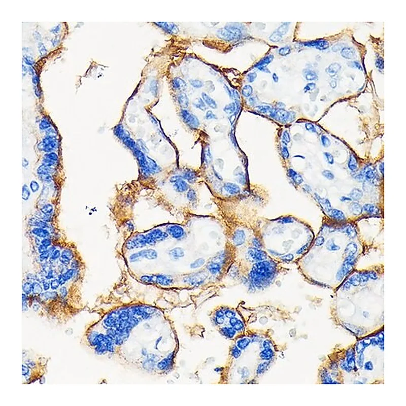 Merck Anti- PD-L1/CD274 antibody produced in rabbit