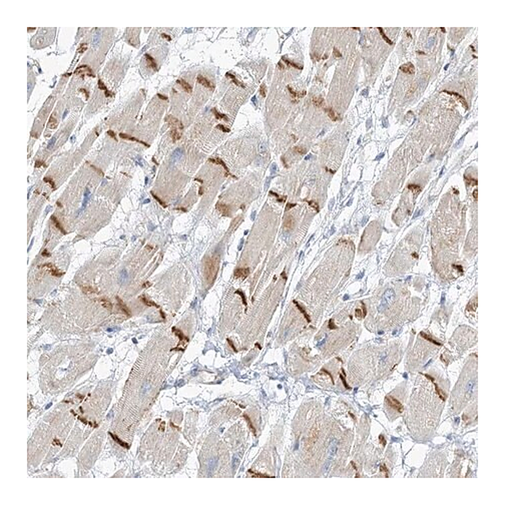 Merck Anti-XIRP2 antibody produced in rabbit