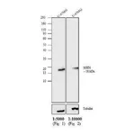 Thermo Fisher Scientific Rabbit anti-Mouse IgG, IgM (H+L) Secondary Antibody, AP