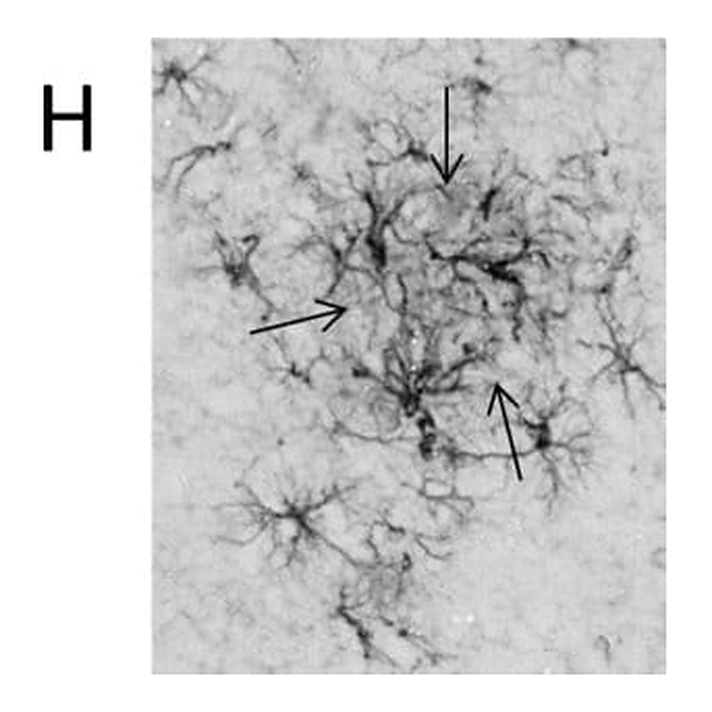 Merck MONOCLONAL ANTI-GLIAL FIBRILLARY ACID &