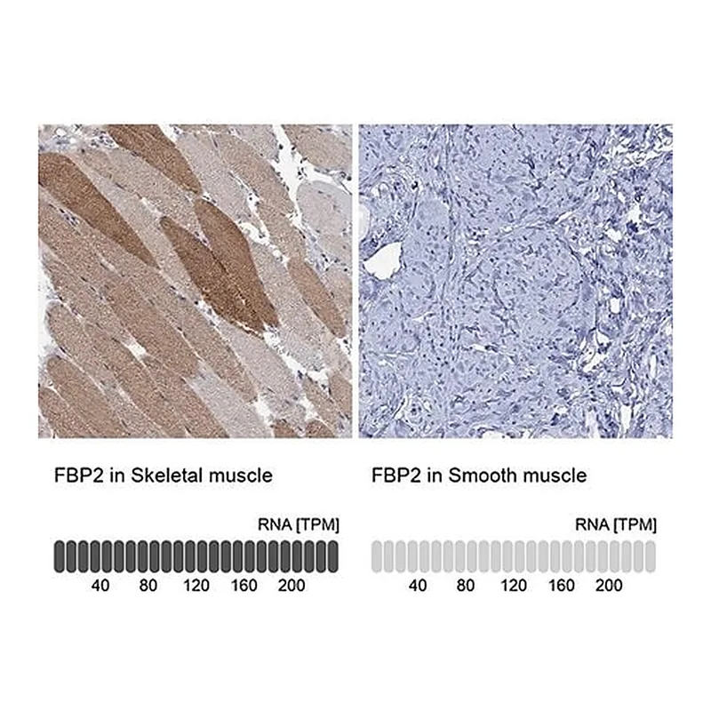 Merck Anti-FBP2 antibody produced in rabbit