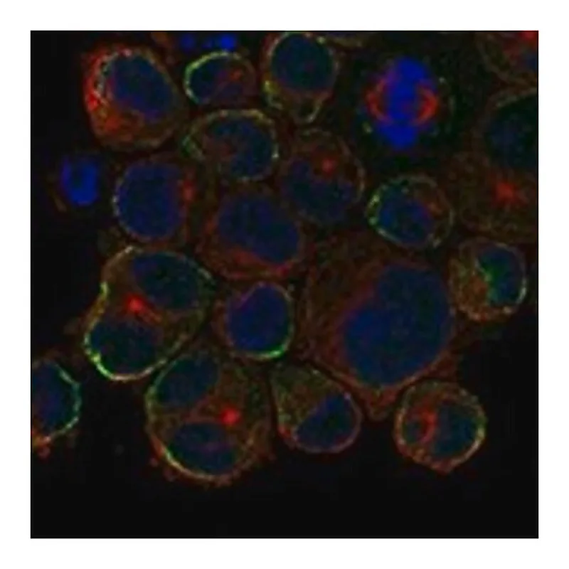 Merck Anti-KRT35 antibody produced in rabbit