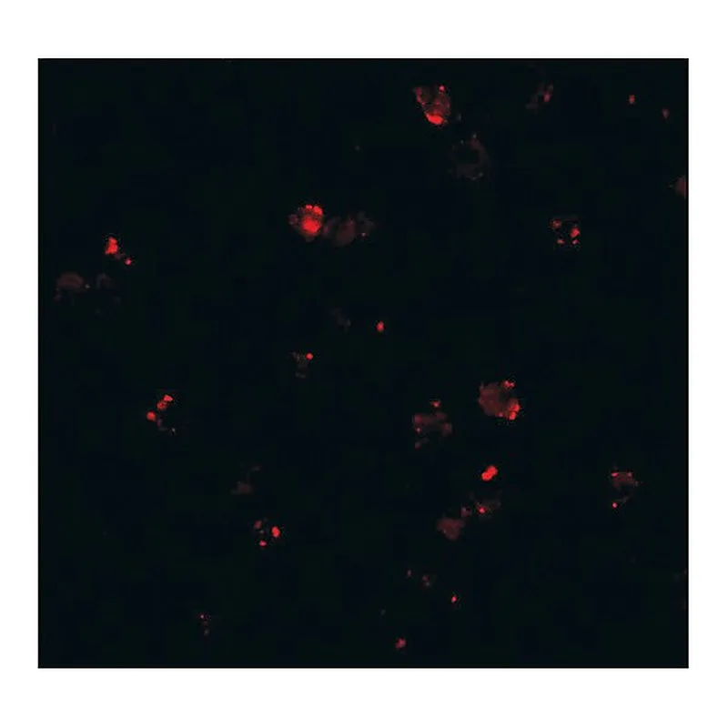 Merck Anti-PEN2 (ab1) antibody produced in rabbit