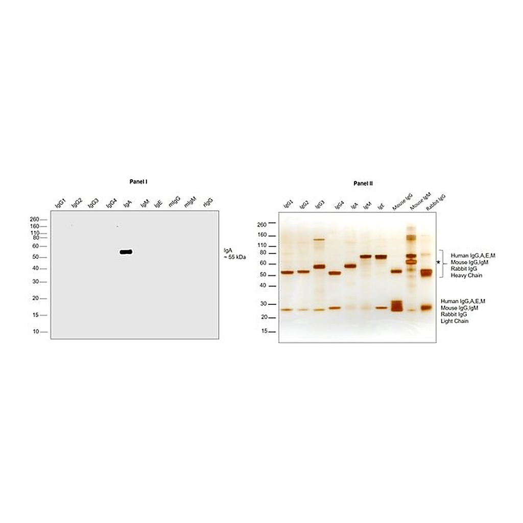 Thermo Fisher Scientific Goat anti-Human IgA (Heavy chain) Secondary Antibody, HRP