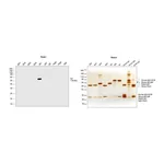 Thermo Fisher Scientific Goat anti-Human IgA (Heavy chain) Secondary Antibody, HRP