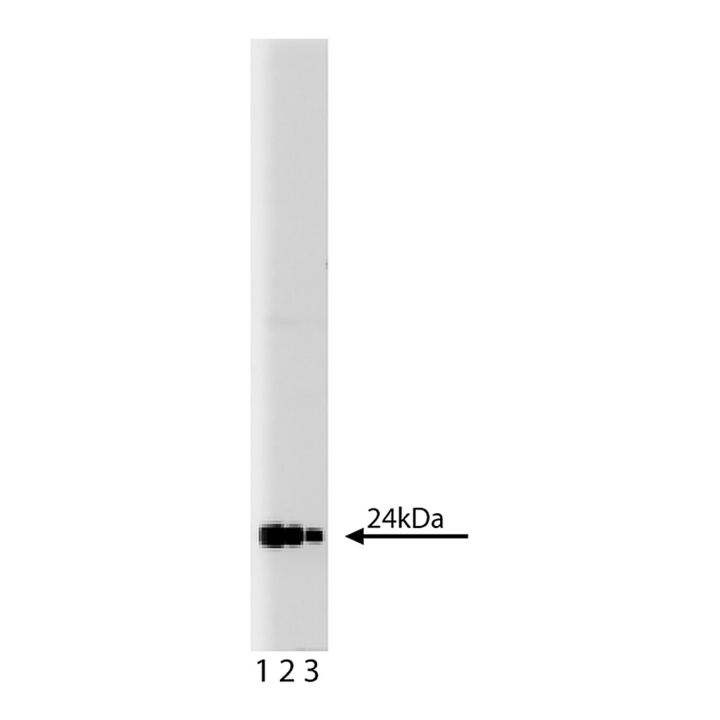 BD Purified Mouse Anti- GRB2
