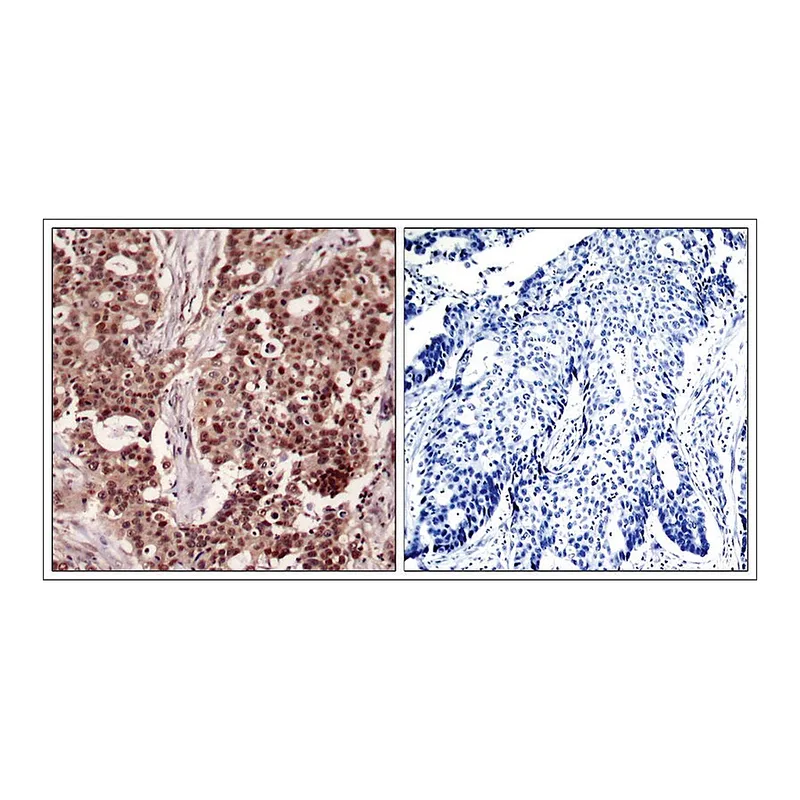 Merck Anti-phospho-NFKB1 (pSer927) antibody produced in rabbit