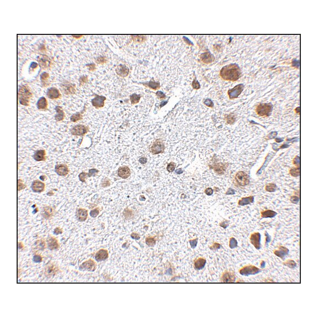 Merck Anti-FTO antibody produced in rabbit