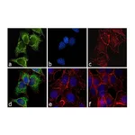 Thermo Fisher Scientific Goat anti-Mouse IgG2a Cross-Adsorbed Secondary Antibody, FITC
