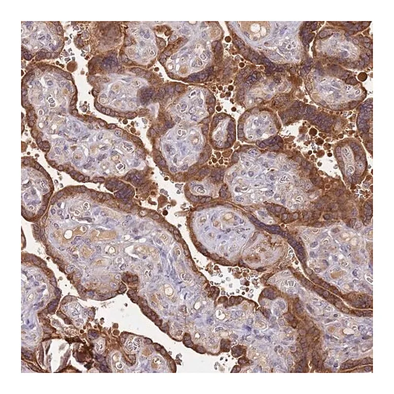 Merck Anti-SULT2B1 antibody produced in rabbit