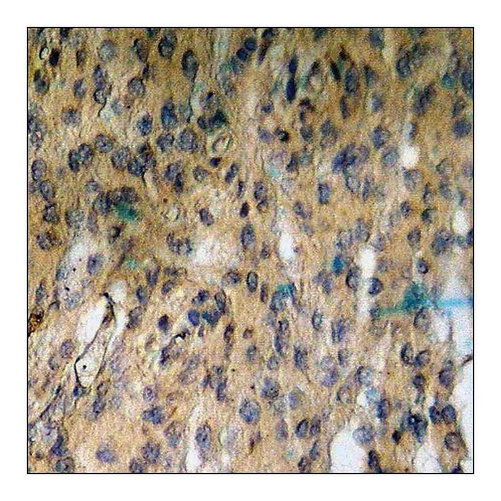 Merck Anti-phospho-Coagulation Factor III (pSer290) antibody produced in rabbit