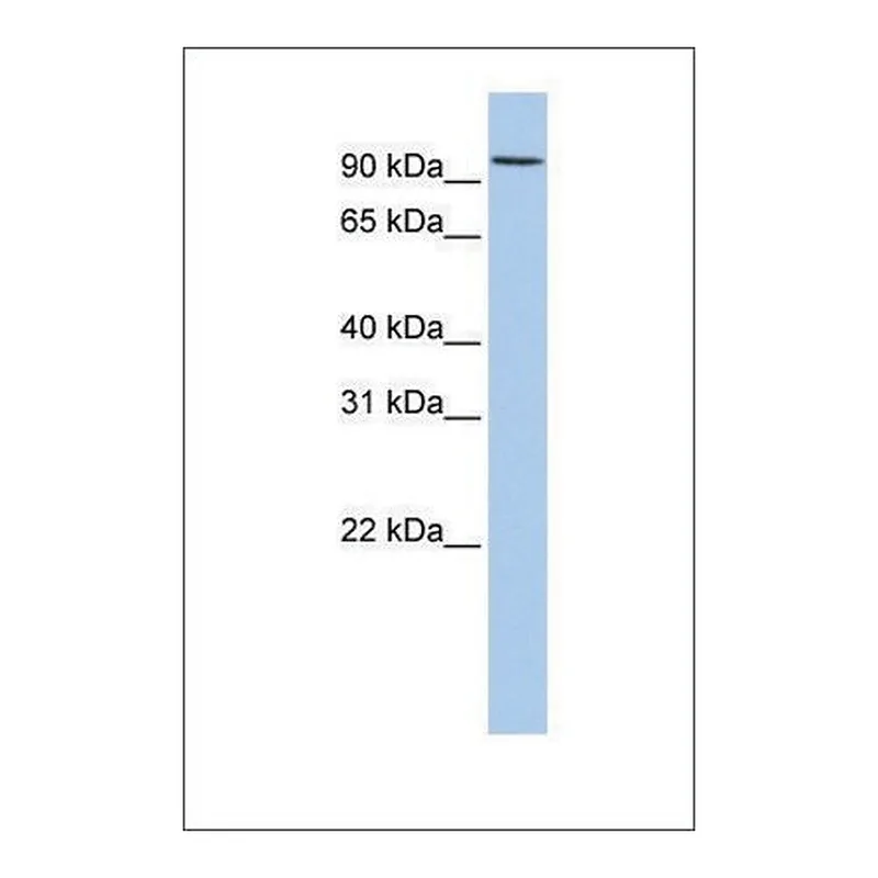 Merck Anti-RNF19A antibody produced in rabbit