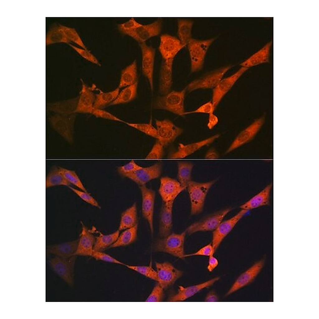Merck Anti-USP10 antibody produced in rabbit