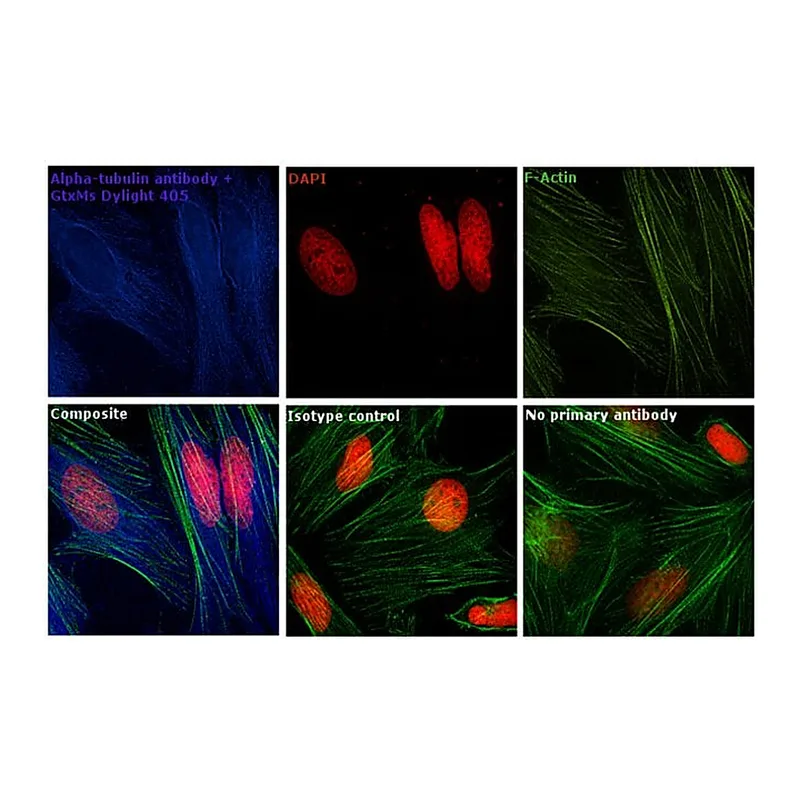 Thermo Fisher Scientific Goat anti-Mouse IgG (H+L) Secondary Antibody, DyLight 405
