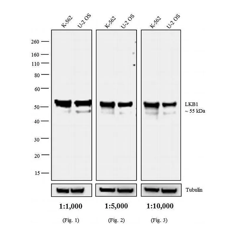 Thermo Fisher Scientific Rat anti-Mouse IgG2a Secondary Antibody, HRP