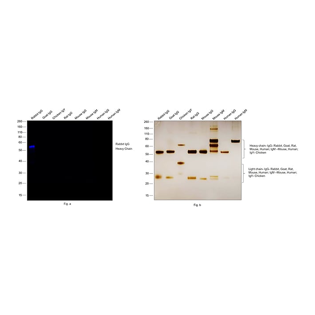 Thermo Fisher Scientific F(ab`)2-Goat anti-Rabbit IgG (H+L) Secondary Antibody, Qdot 705