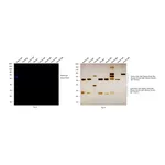 Thermo Fisher Scientific F(ab`)2-Goat anti-Rabbit IgG (H+L) Secondary Antibody, Qdot 705