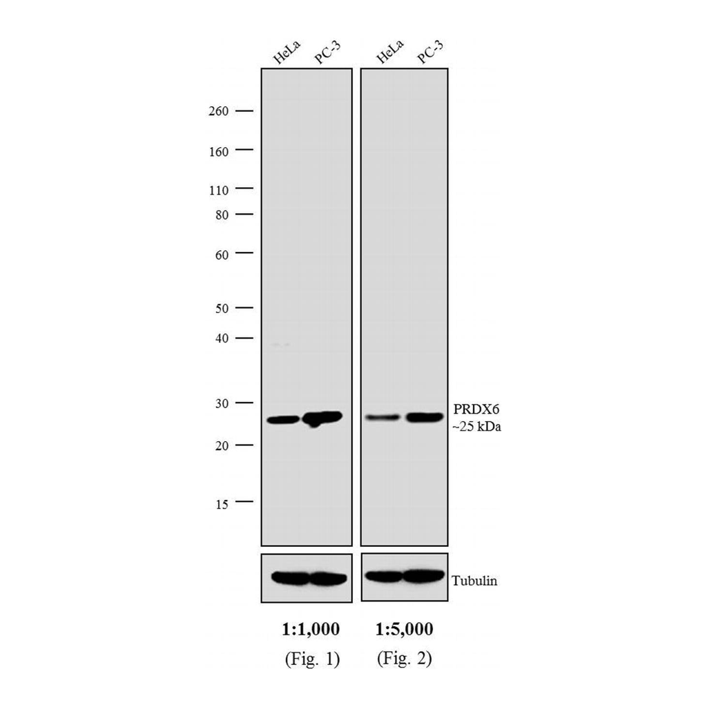 Thermo Fisher Scientific Goat anti-Rabbit IgG (H+L) Secondary Antibody, AP