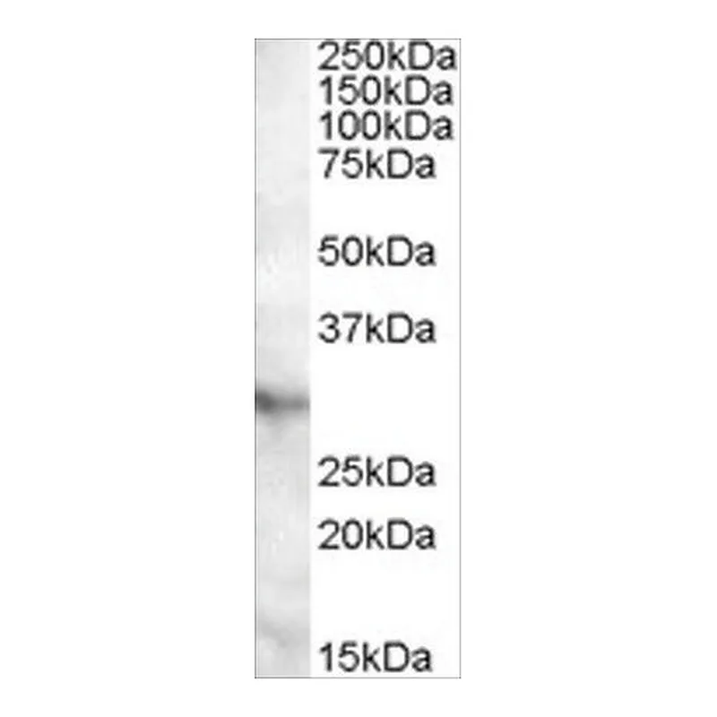 Merck Anti-APOA1BP antibody produced in goat