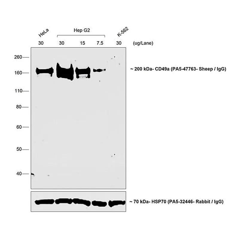 Thermo Fisher Scientific Donkey anti-Sheep IgG (H+L) Highly Cross-Adsorbed Secondary Antibody, HRP
