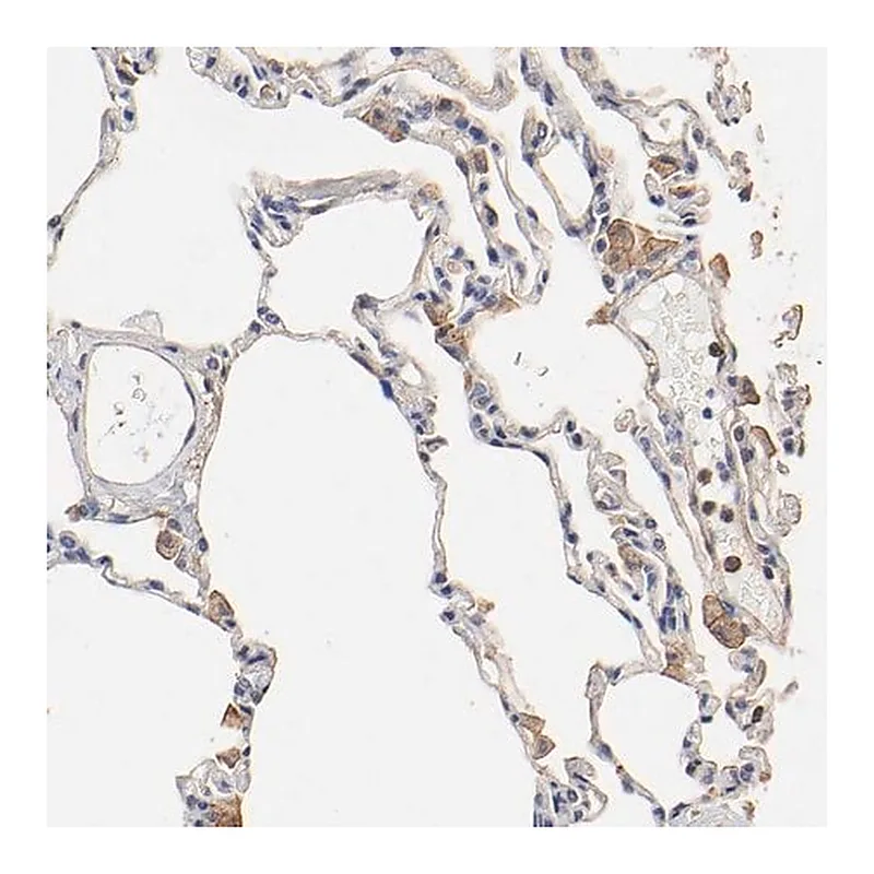 Merck Anti-TAGLN2 antibody produced in rabbit