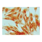 Himedia EZstain Osteocyte Staining Kit