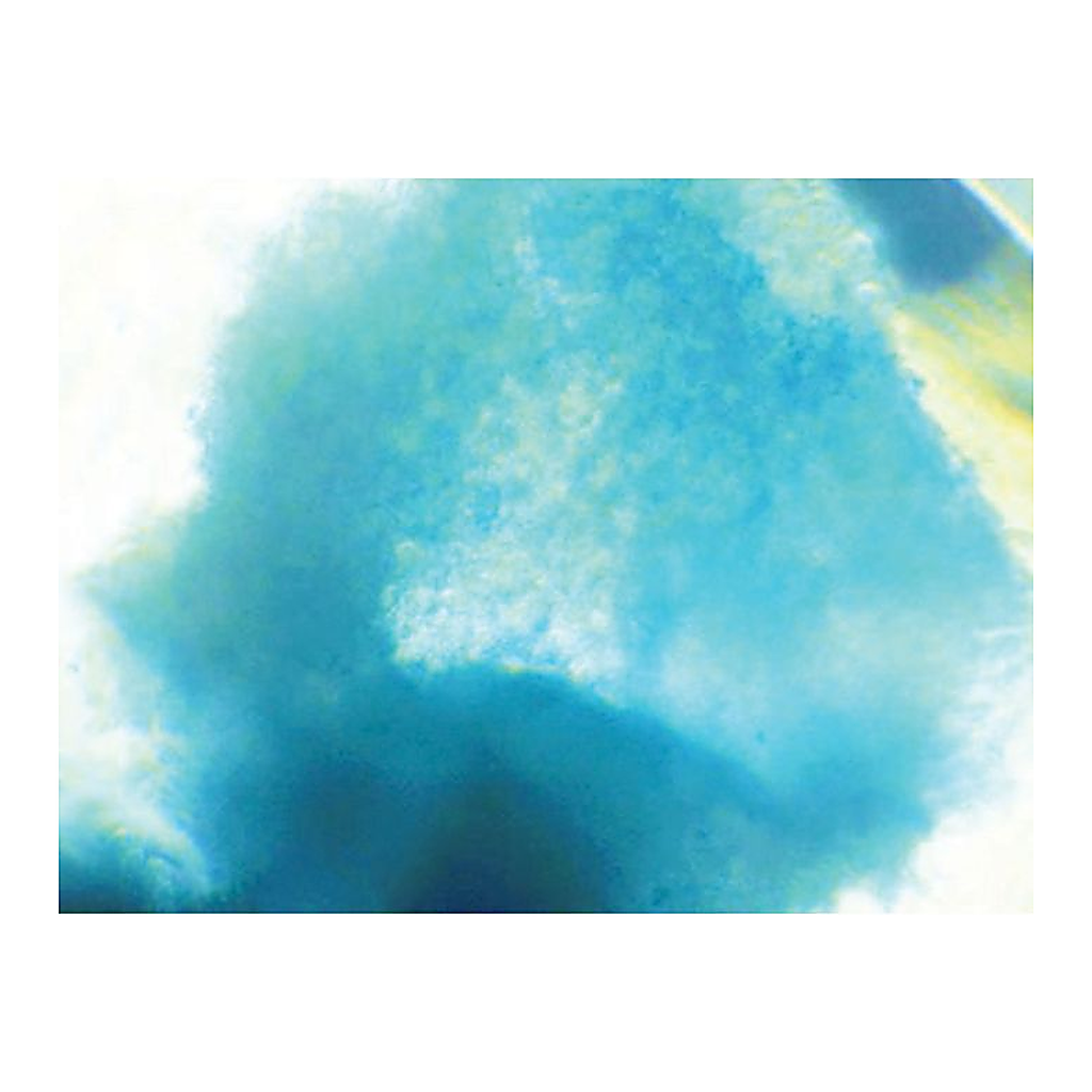 Himedia EZstain Chondrocyte Staining Kit