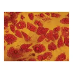 Himedia EZstain Adipocyte Staining Kit