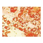 Himedia HiDiff Adipogenesis Assay Kit