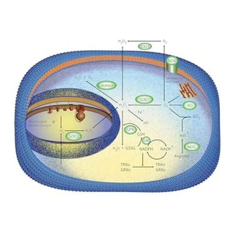 Merck SUPEROXIDE DISMUTASE FROM BOVINE LIVER