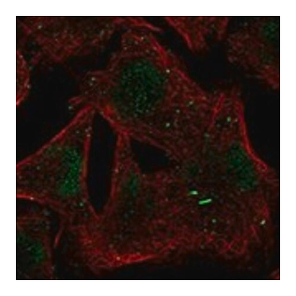 Merck Anti-BTBD1 antibody produced in rabbit
