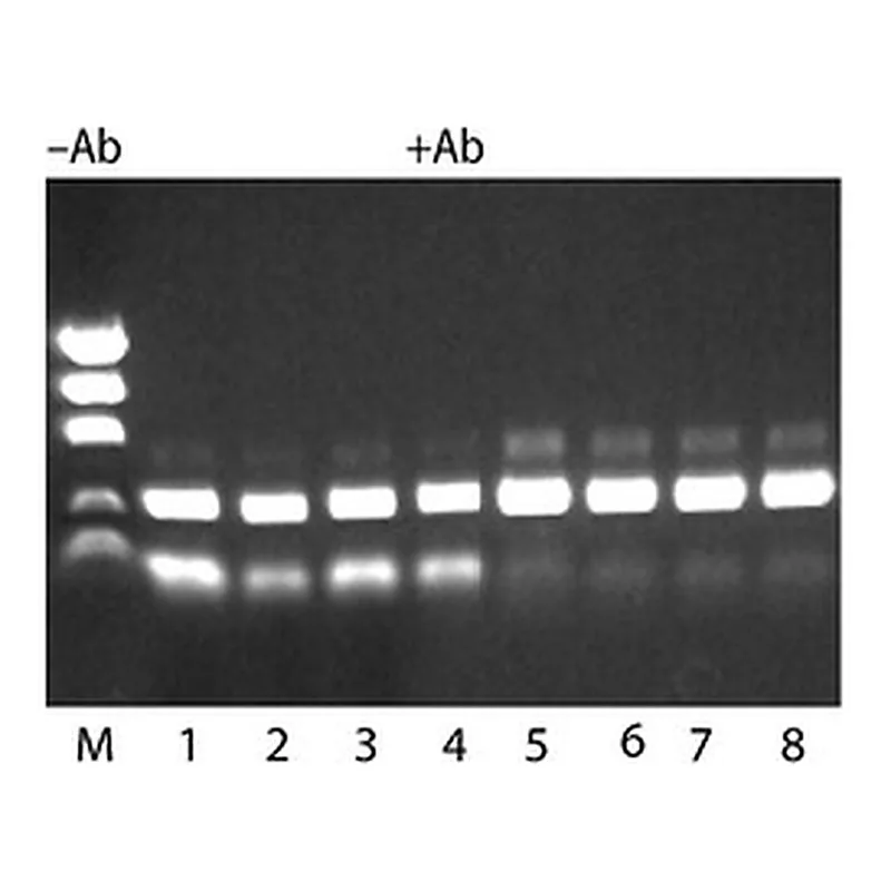 Merck JUMPSTART(TM) REDTAQ(R) DNA POLYMERASE&
