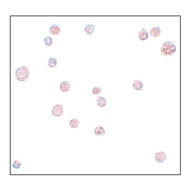 Merck Anti-ATP11A antibody produced in rabbit