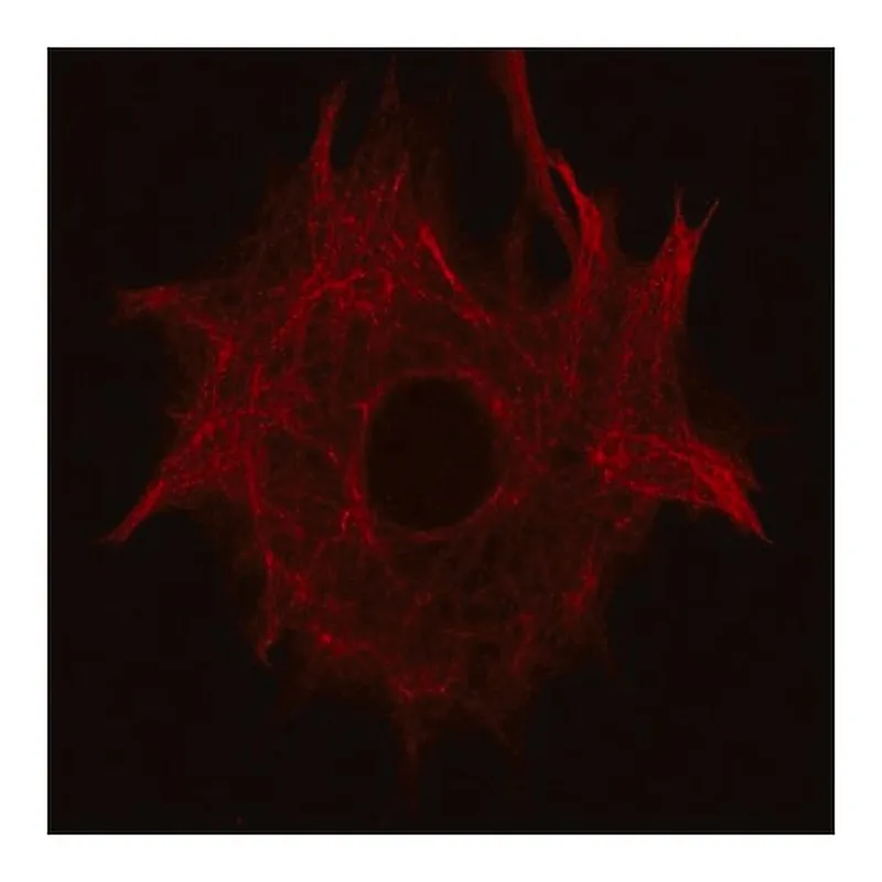 Merck Anti-Nestin (C-terminal region) antibody produced in rabbit