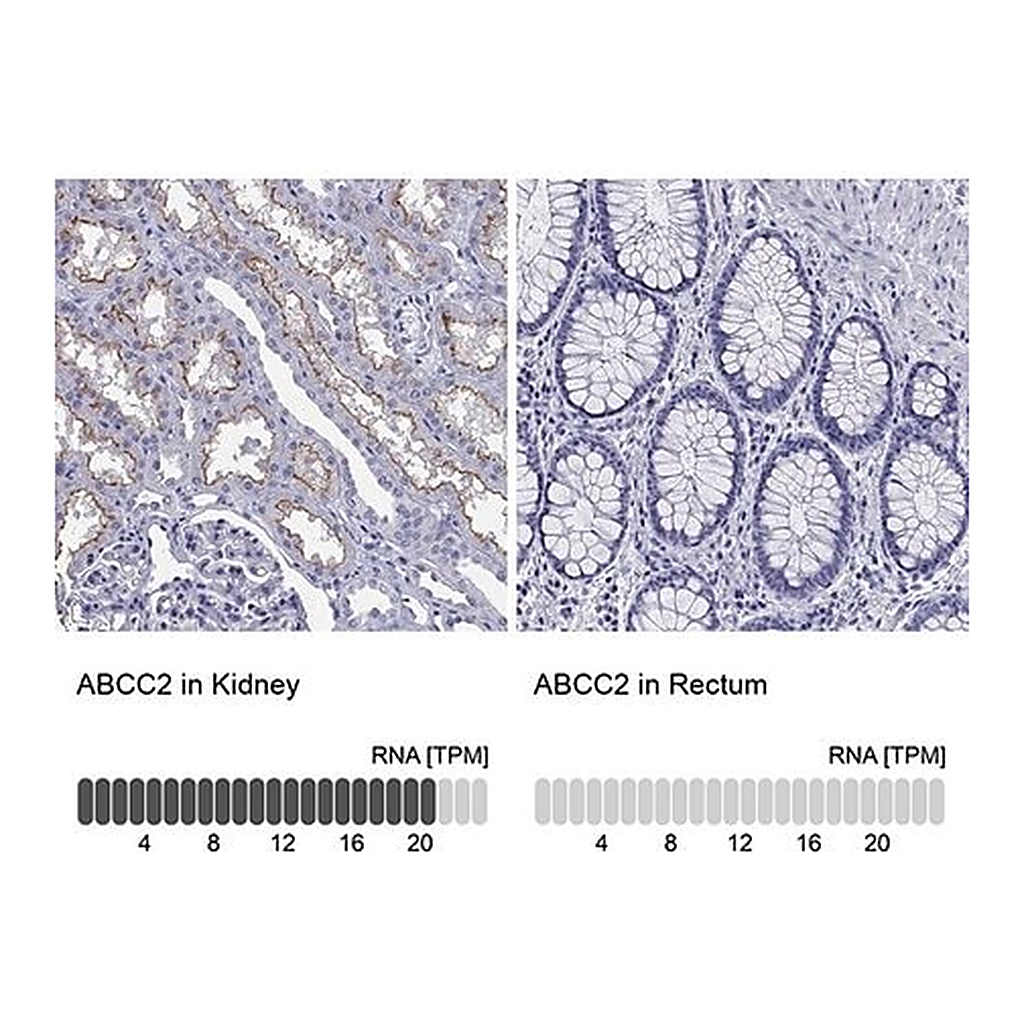 Merck Anti-ABCC2 antibody produced in rabbit