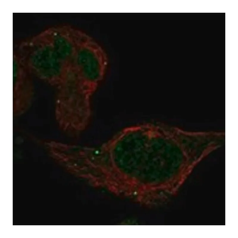 Merck Anti-ADAL antibody produced in rabbit