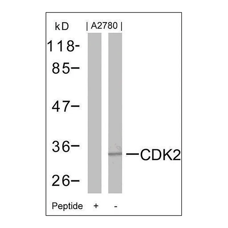 Merck Anti-CDK2 (Ab-160) antibody produced in rabbit