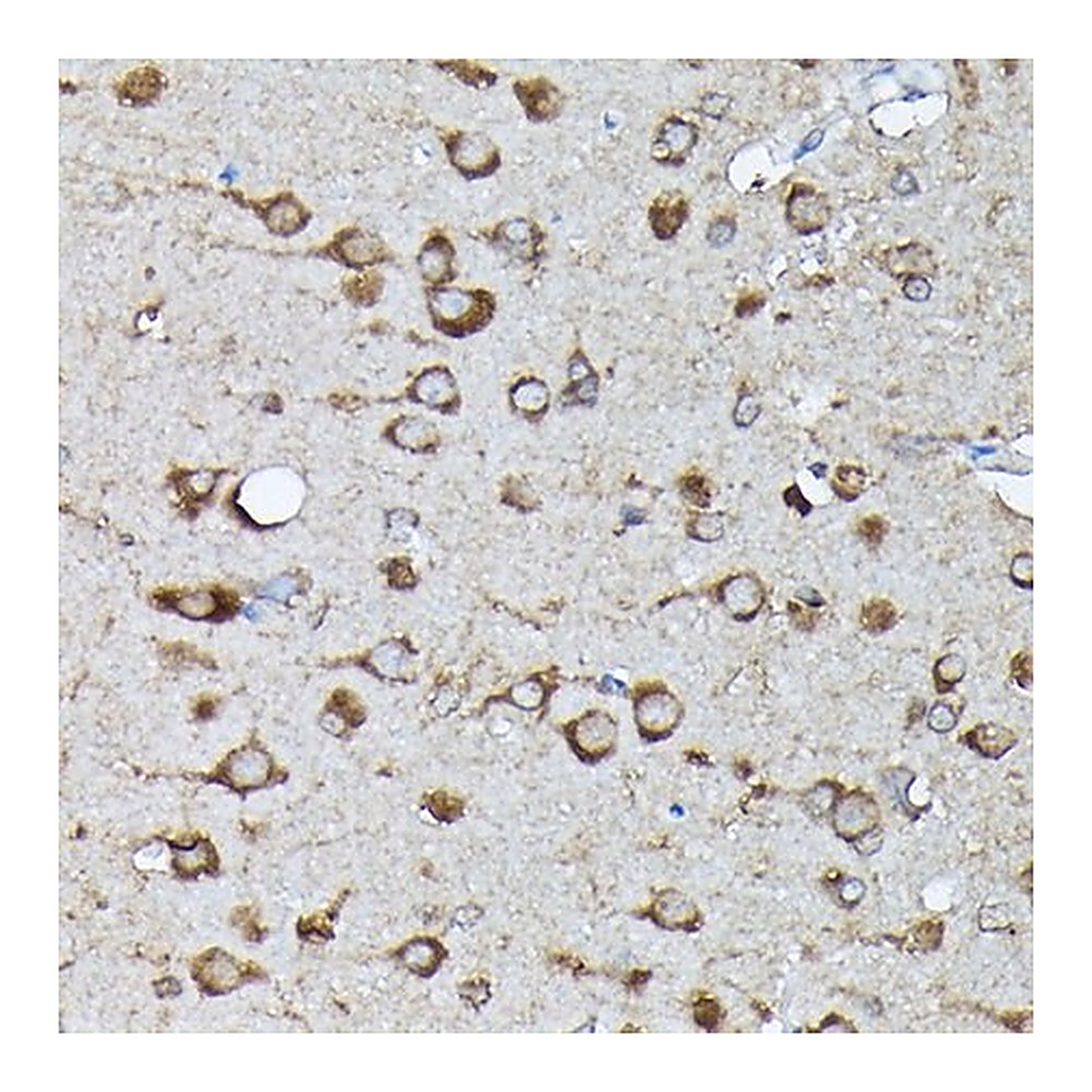 Merck Anti-Phospho-KRAS-S89 antibody produced in rabbit