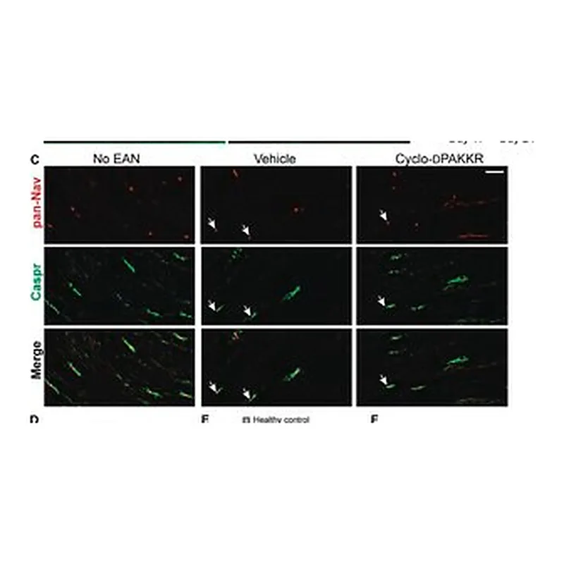 Merck MONOCLONAL ANTI-SODIUM CHANNEL (PAN),